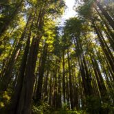 northern-california-forest northern-california-forest