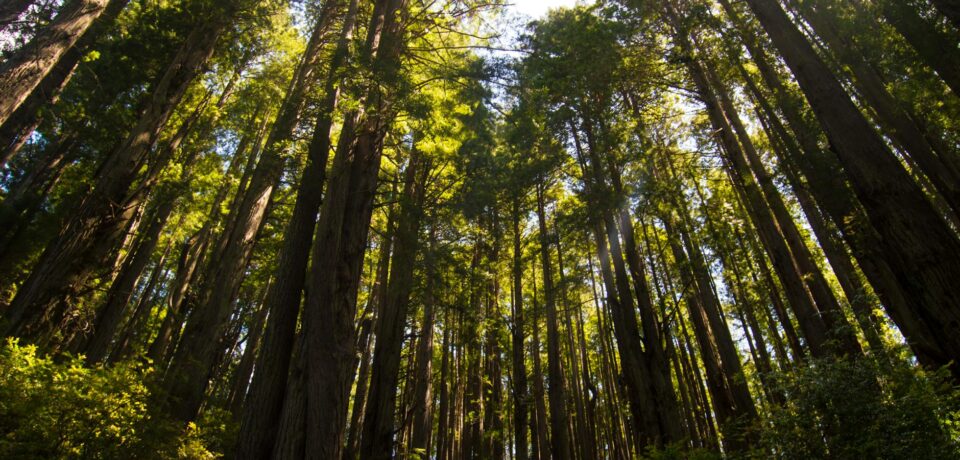 northern-california-forest northern-california-forest