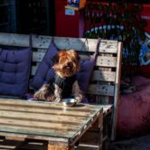 yaks-blog-12-dog-friendly-roadside Dog-friendly patio at Yaks on the 5 in Dunsmuir CA on I-5