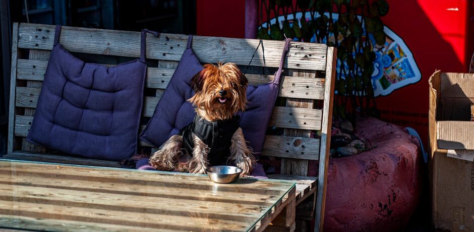 yaks-blog-12-dog-friendly-roadside Dog-friendly patio at Yaks on the 5 in Dunsmuir CA on I-5